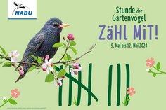 Vom 9. bis 12. Mai findet die diesjährige »Stunde der Gartenvögel« statt.