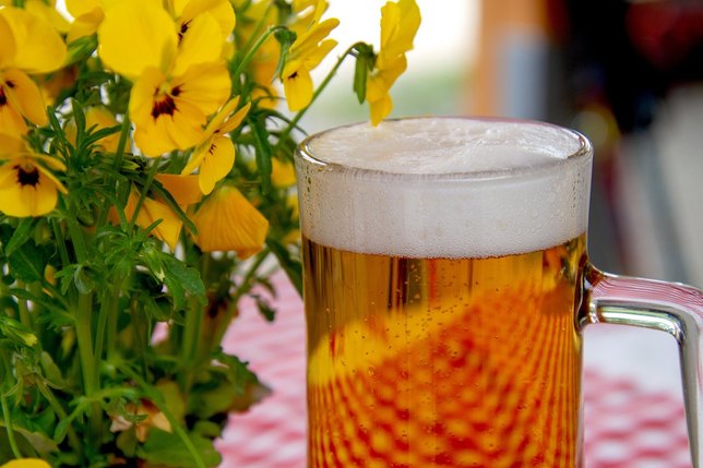 Ein guter Grund zum Feiern: Die Zahl der Brauereien in Sachsen wächst.