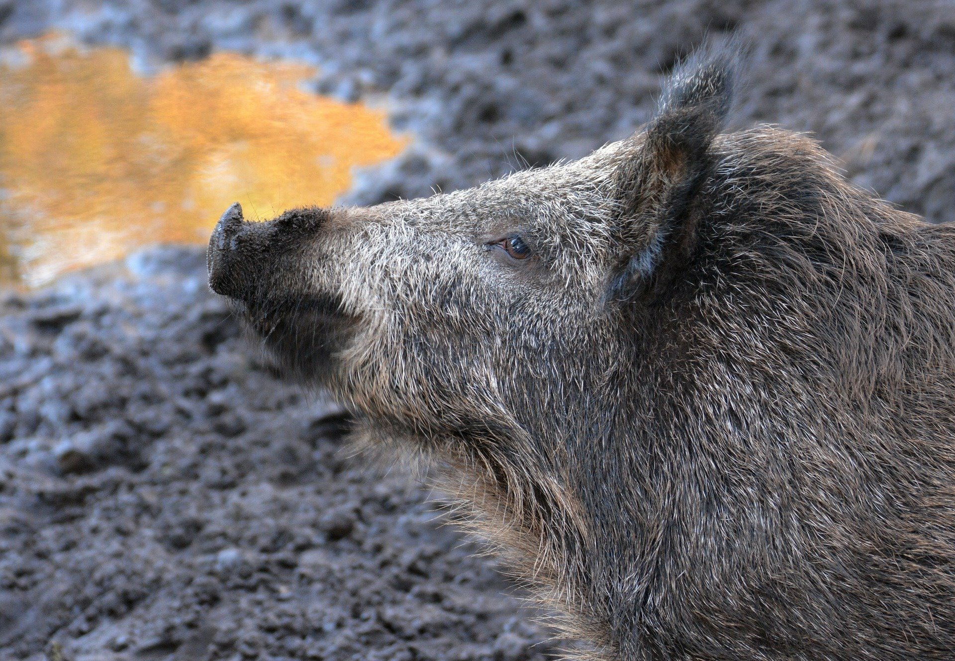 Afrikanische Schweinepest Naht Wildschweine Im Cottbuser Tierpark