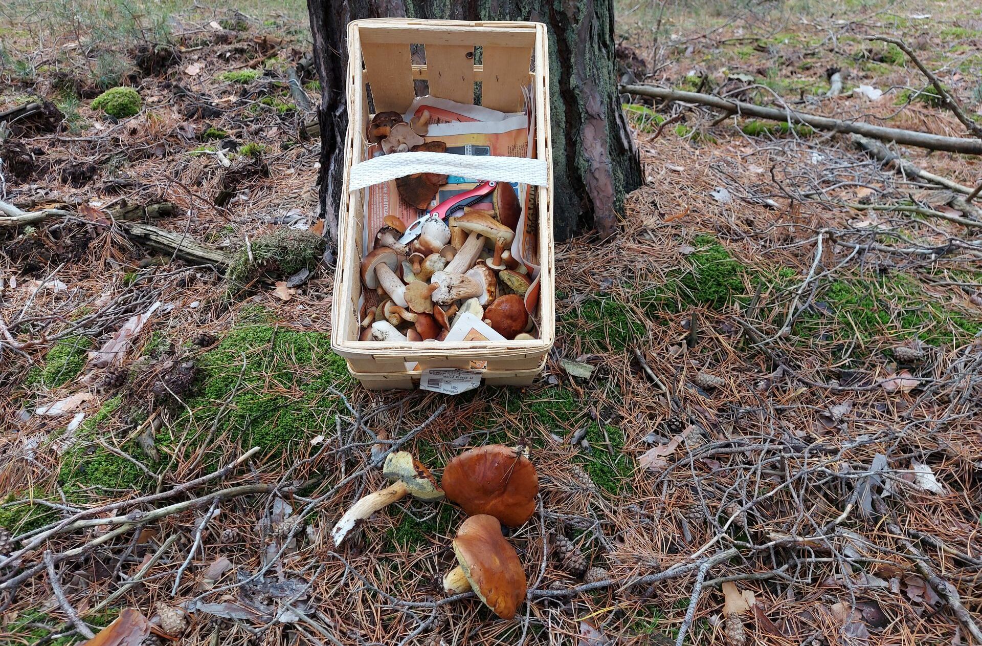 Harvesting Mushrooms, Fruits, Flowers, and Herbs in the Forest: What You Need to Know