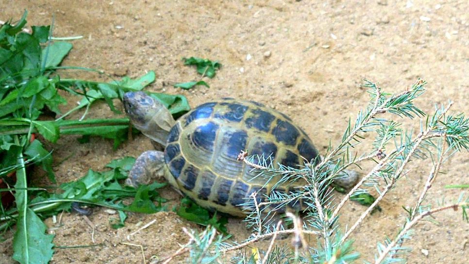 Schildkröte Emil ist vor 20 Jahren als Fundtier in den Tierpark gekommen.