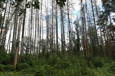 Die Schäden unserer Wälder durch den Borkenkäfer sind unübersehbar.