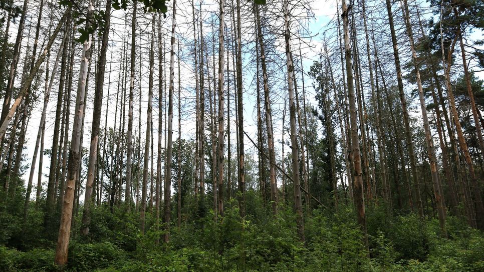 Die Schäden unserer Wälder durch den Borkenkäfer sind unübersehbar.