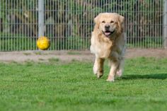 Rund 200 Tiere, darunter Hunde, Katzen und Kleintiere leben im Cottbuser Tierpark.