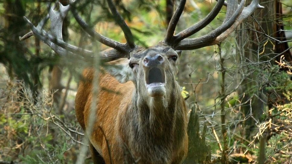 Rothirsche werden besendert, um die Entwicklung der Population und deren Auswirkung auf die Vegetation zu untersuchen.