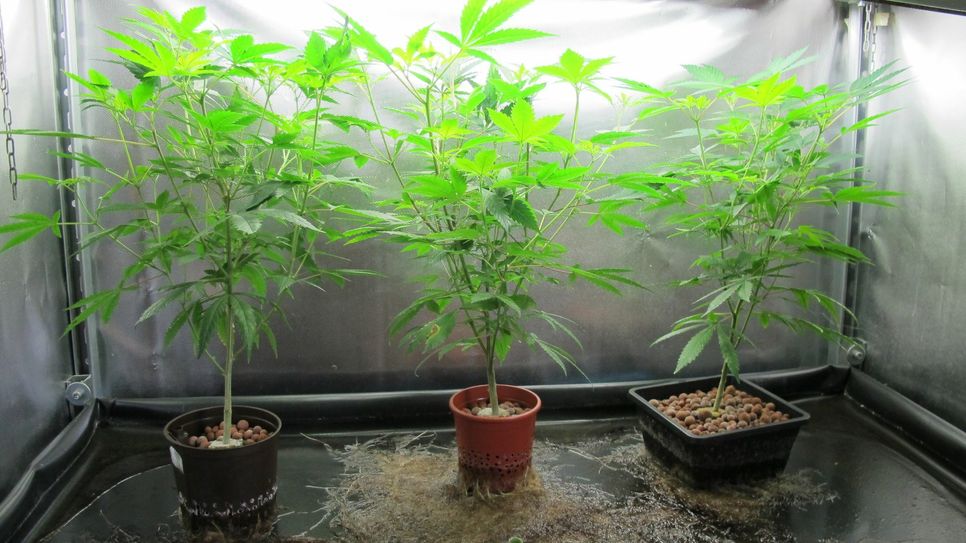Drei der gefundenen Cannabispflanzen. Foto: Polizei