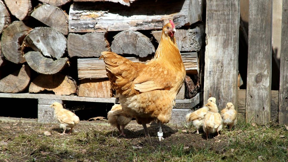 Sachsenhuhn in gelbem Farbschlag.