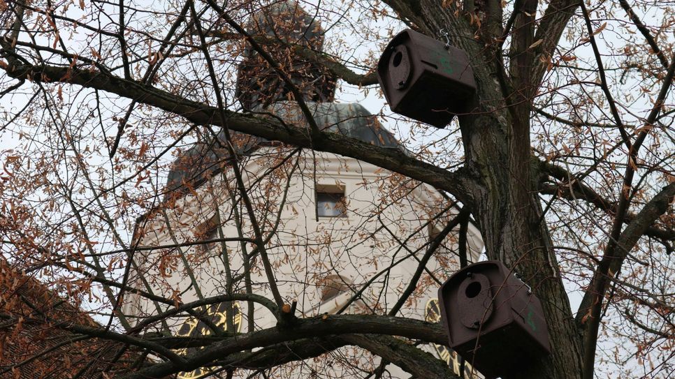 Nistkästen für Dohlen hängen jetzt an Bäumen entlang der Paul-Gerhardt-Kirche am Marktplatz. Foto: Stadt Lübben