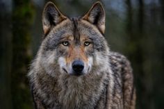 Die Wolfspopulation wird vom Sächsischen Landesamt für Umwelt, Landwirtschaft und Geologie genau beobachtet.