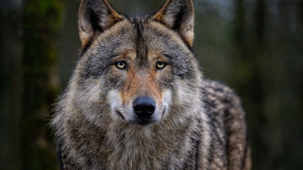 Die Wolfspopulation wird vom Sächsischen Landesamt für Umwelt, Landwirtschaft und Geologie genau beobachtet.