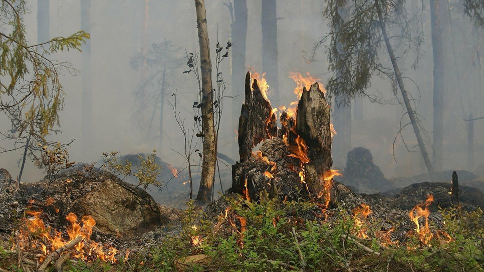 In Sachsen ist offenes Feuer im Wald und in der Nähe – darunter fällt auch Rauchen – grundsätzlich ganzjährig verboten.