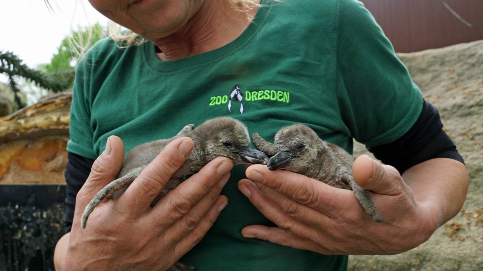 Tierpflegerin Heike Thiergen bei der Jungtierkontrolle. Foto: PR / Zoo Dresden