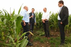 Bauernpräsident Torsten Krawczyk, PLD Geschäftsführer Stephan Claus, Umweltminister Wolfram Günther und Dr. Maximilian Severin von der SKW Piesteritz (v.l.n.r) tauschen sich über die diesjährige Entebilanz aus.