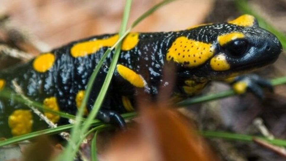 Nahaufnahme eines Feuersalamanders im Unterholz.