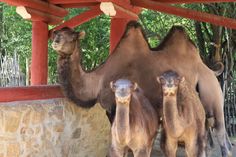 Neuzugänge im Görlitzer Tierpark: Kamelfohlen »Boukhra« und »Yaldur«