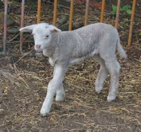 Der kleine Bock des LebNatEne e.V. sucht einen Namen.