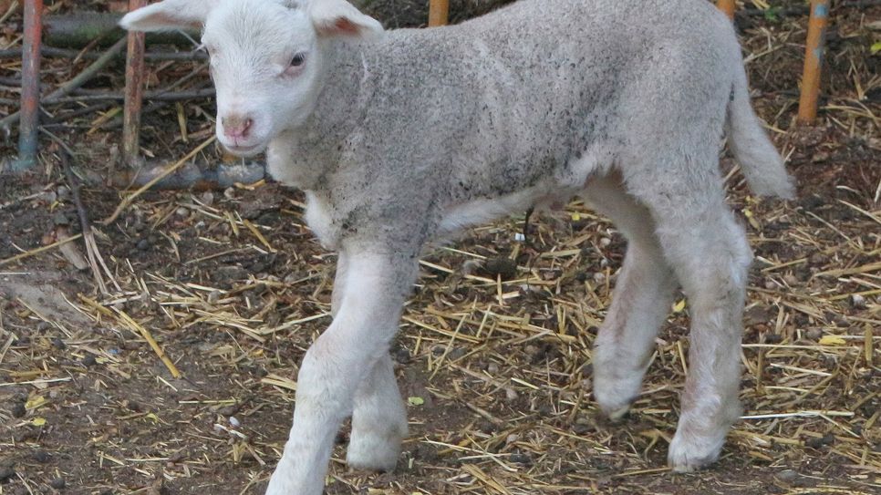 Der kleine Bock des LebNatEne e.V. sucht einen Namen.