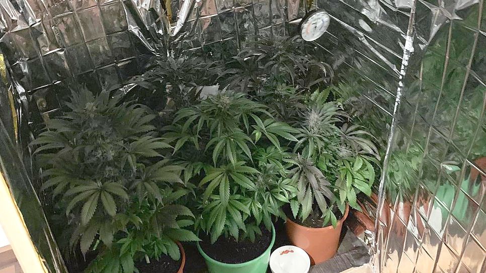 In einem Schrank fanden die Polizisten mehrere Cannabispflanzen. Foto: Polizei
