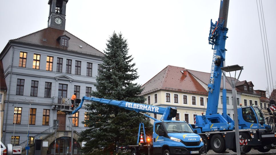 Die gleiche Prozedur wie jedes Jahr: Im Bischofswerdaer Land wird der passende Weihnachtsbaum gesucht.