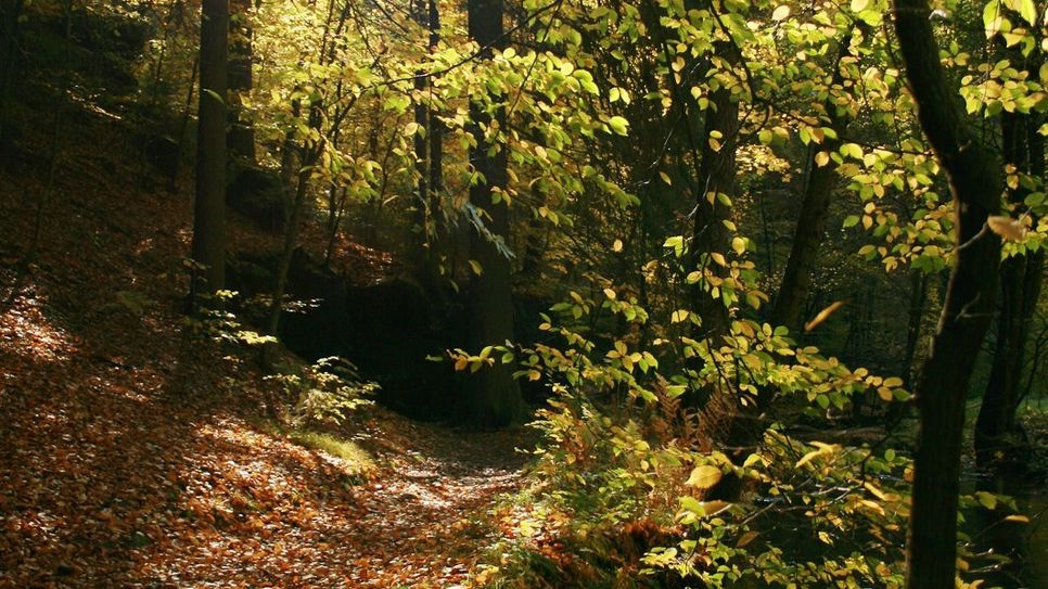 Waldgebiet im Kirnitzschtal. Foto: Marko Förster