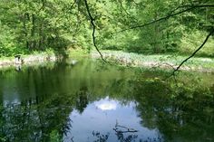 Einer der Teiche im Naherholungsgebiet Forellenschenke, die ökologisch saniert werden sollen.