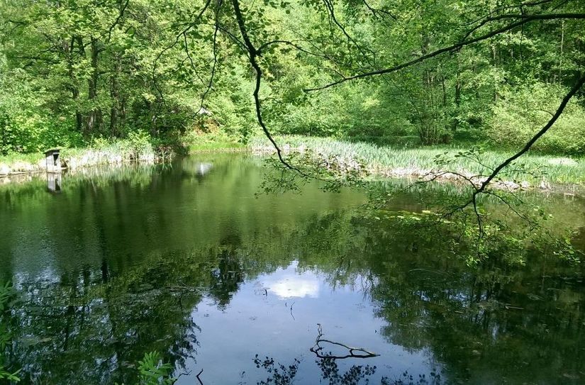 Einer der Teiche im Naherholungsgebiet Forellenschenke, die ökologisch saniert werden sollen.