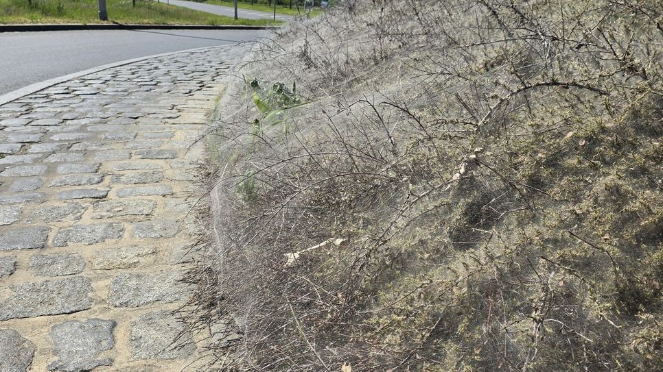 Die Gespinstmotte hat derzeit vielerlei Straßengrün in Cottbus besetzt. Sie wird leicht mit dem gefährlichen Eichenprozessionsspinner verwechselt.