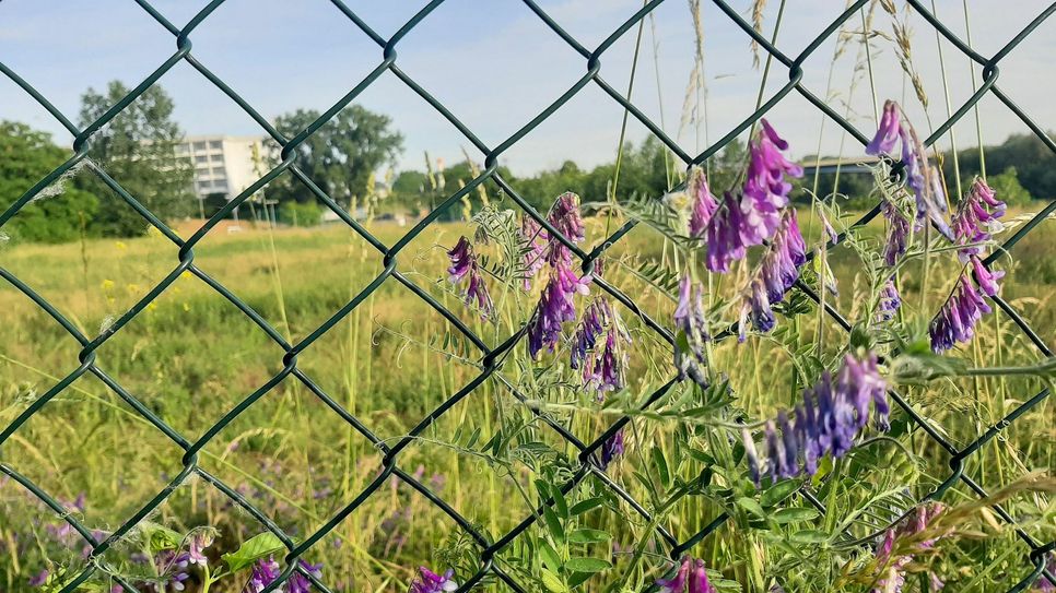 Noch ist die Fläche der neuen Poliklinik eingezäumt und ein idyllischer Platz für kleine Krabbler. In knapp zwei Jahren sollen hier Patienten  von ihnen Leiden befreit werden. Foto: Farrar