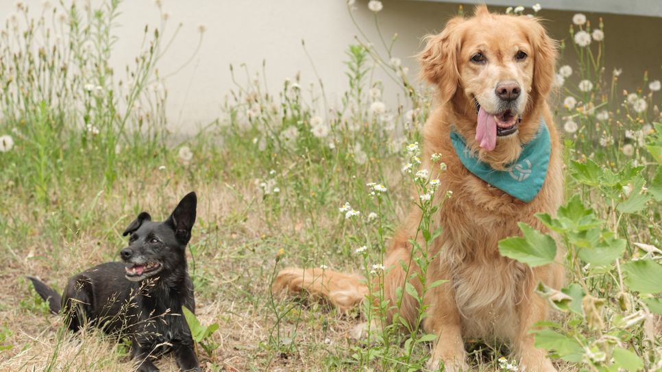 Brezel, eine Golden Retrieverdame, und die Hündin Tarana wollen beim Lernen helfen.