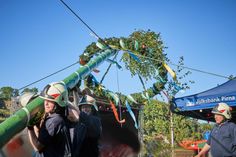 Feuerwehrleute von Pirna-Altstadt richteten an der Elbe in Pirna den Maibaum auf.      Foto: M. Förster