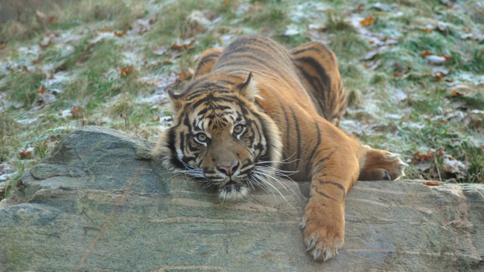 Mit dem überraschenden Tod von Sumatratiger „Masat“ gibt es im Tierpark Cottbus vorerst keine Tiger zu bestaunen. Foto: pm