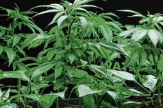 Seit 1. Juli darf gemeinschaftlich Cannabis angebaut und weitergegeben werden – dafür braucht es jedoch eine Erlaubnis von der Landesdirektion Sachsen.