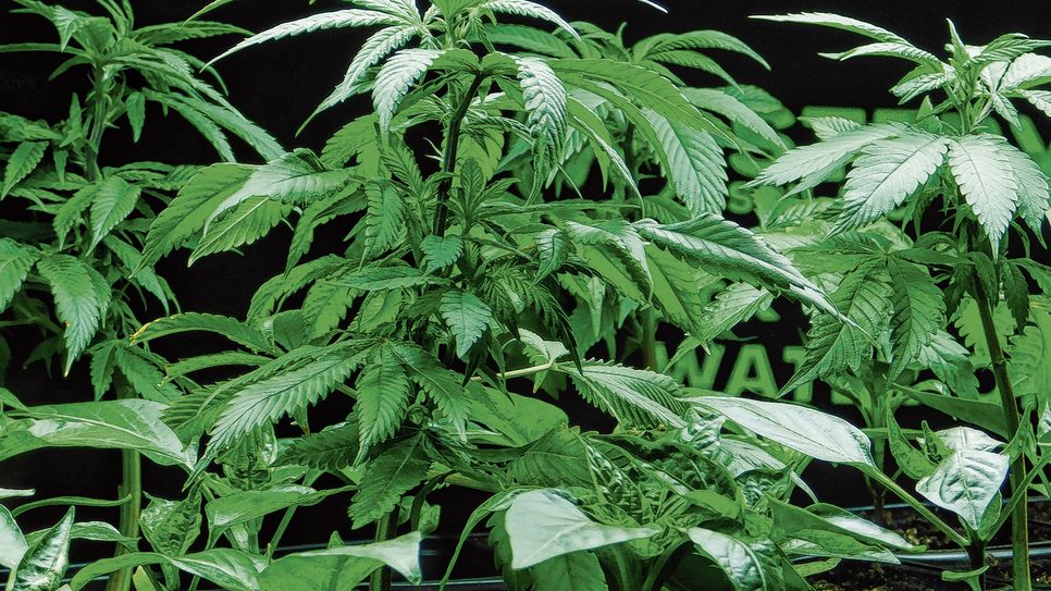 Seit 1. Juli darf gemeinschaftlich Cannabis angebaut und weitergegeben werden – dafür braucht es jedoch eine Erlaubnis von der Landesdirektion Sachsen.