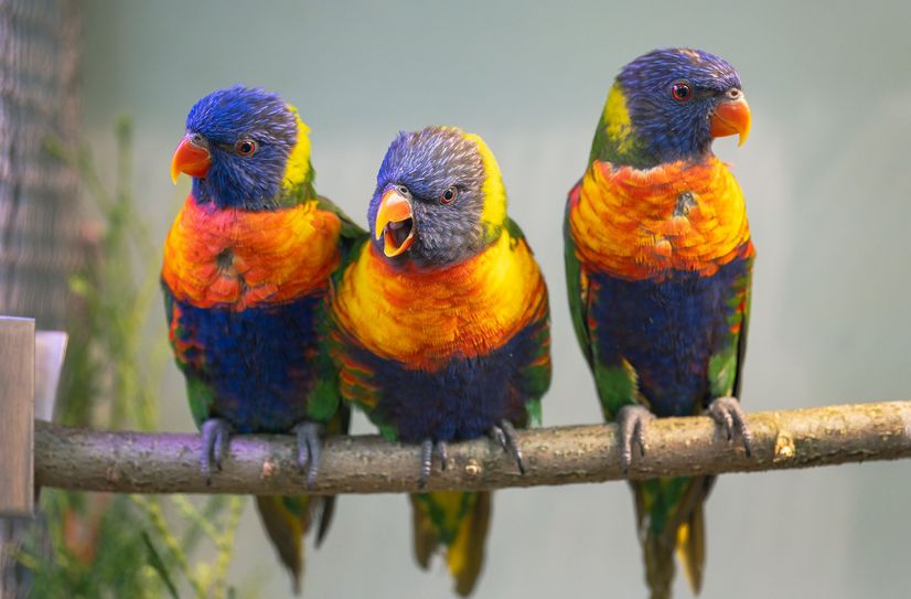 Rund 70 verschiedene Vogelarten aus aller Welt werden ausgestellt.