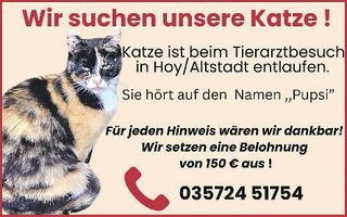 Katze gesucht! 